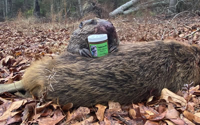 beaver