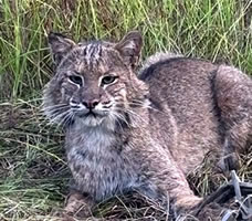 bobcat
