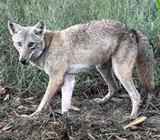 coyote